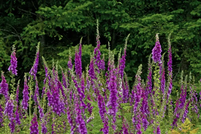Framed Print : Foxglove, south side, Mount St. Helens National Monument, Washington State, USA Framed Print : Foxglove, south side, Mount St. Helens National Monument, Washington State, USA