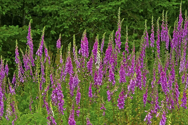 Foxglove, southern side of Mount St. Helens National Volcanic Monument, Washington State, USA