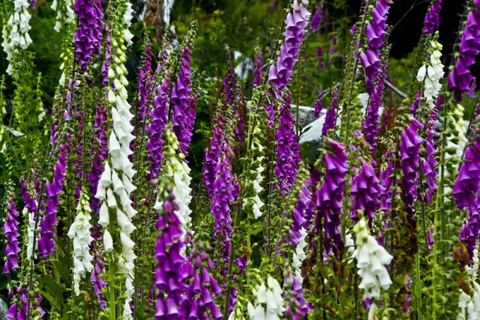 Framed Print : Foxglove, southern side, Mount St. Helens National Volcanic Monument, Washington State, USA Framed Print : Foxglove, southern side, Mount St. Helens National Volcanic Monument, Washington State, USA