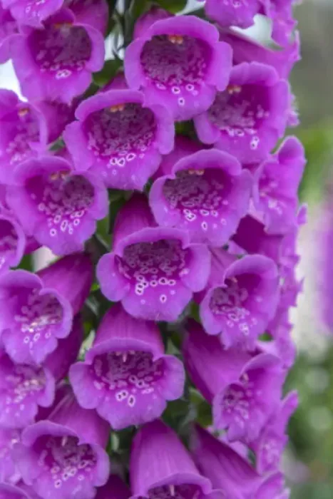Framed Print : Foxglove, USA Framed Print : Foxglove, USA