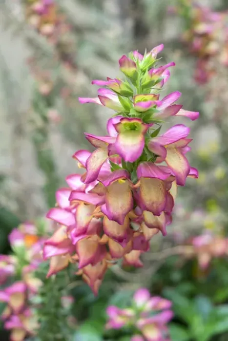 Framed Print : Foxglove, USA