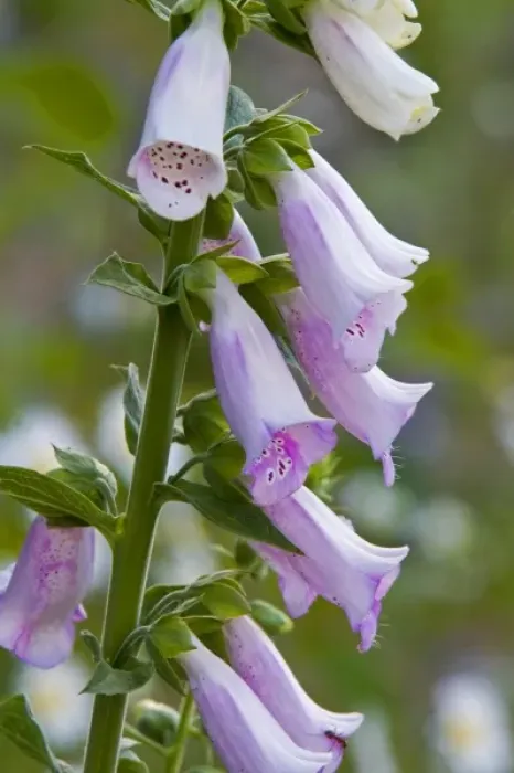Framed Print : Foxglove wildflowers in the Cascades of Washington