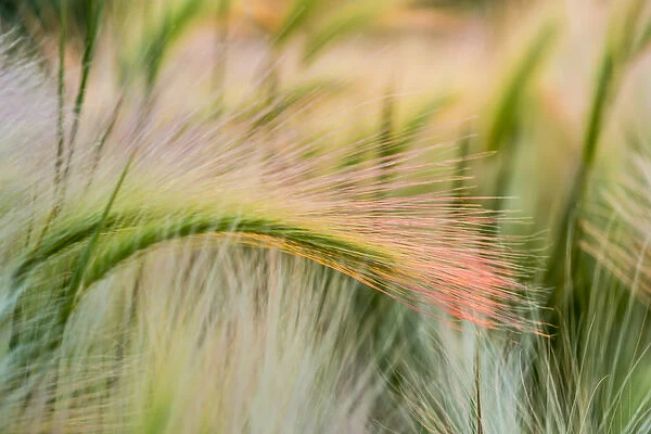 Foxtail barley near Regent, North Dakota, USA