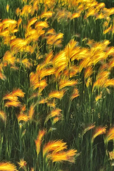 Framed Print : Foxtail Barley in North Dakota