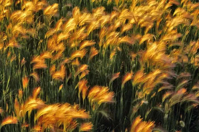 Framed Print : Foxtail Barley in North Dakota
