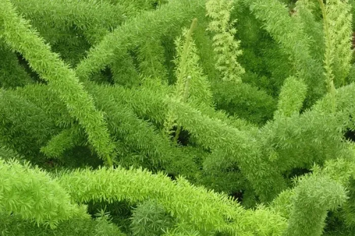 Framed Print : Foxtail Fern, Asparagus densiflorus myers Framed Print : Foxtail Fern, Asparagus densiflorus myers