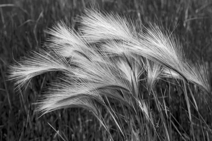 Framed Print : Foxtail grasses, Mono Lake, Tufa State Natural Reserve, California