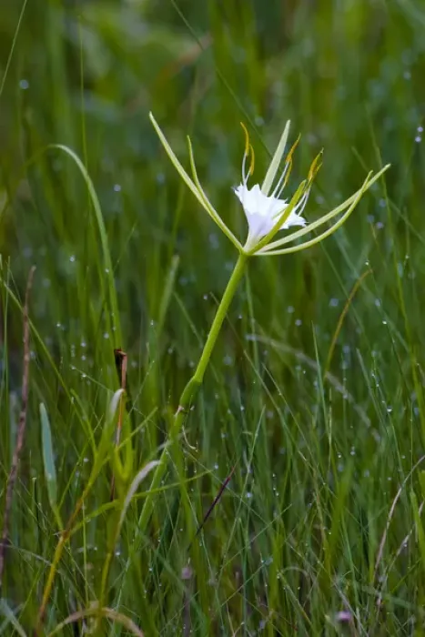 Framed Print : The fragrant alligator lily, Hymenocallis palmeri, is a perennial flower found in open wetlands