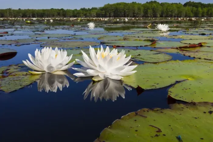Framed Print : Fragrant water lilies on Caddo Lake, Texas in May Framed Print : Fragrant water lilies on Caddo Lake, Texas in May