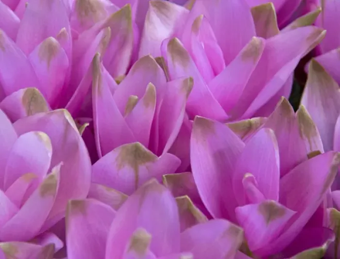 Framed Print : Full frame of bright colorful flowers, Crocus, at the Bloemenmarket