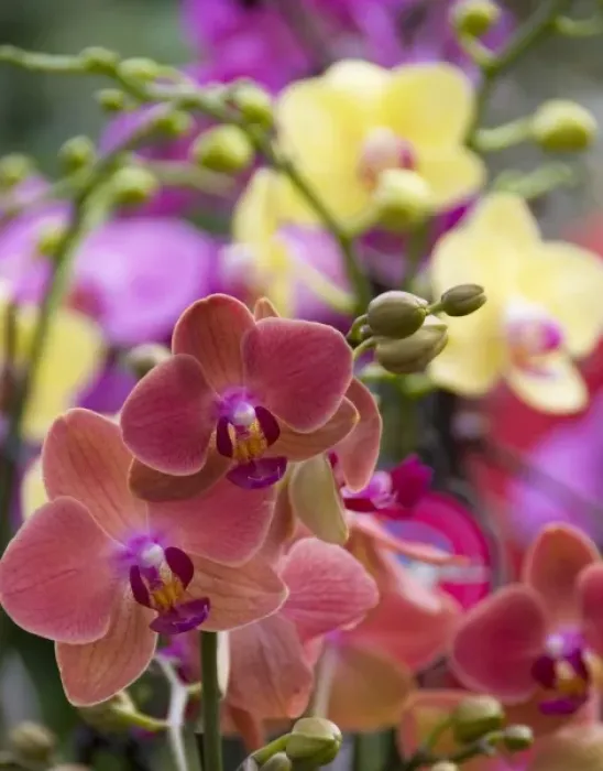 Framed Print : Full frame of bright colorful flowers, Orchids, at the Bloemenmarket Framed Print : Full frame of bright colorful flowers, Orchids, at the Bloemenmarket