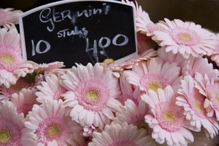 Framed Print : Full frame of bright pink gerbera daisies at the Bloemenmarket