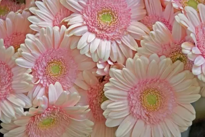 Framed Print : Full frame of pink gerbera daisies at the Bloemenmarket Framed Print : Full frame of pink gerbera daisies at the Bloemenmarket