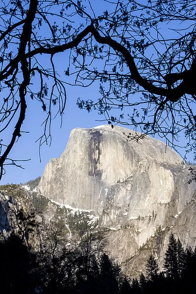 Framed Half Dome seen from the valley floor. Yosemite, California, US