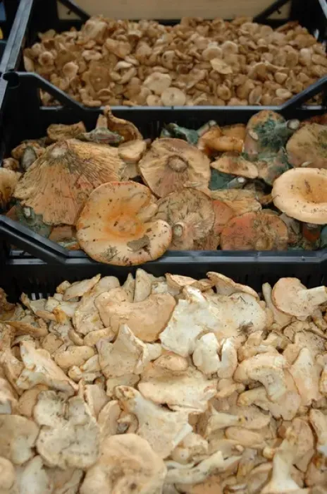 Framed Print : 03. France, Arles, Provence, mushrooms at outdoor market