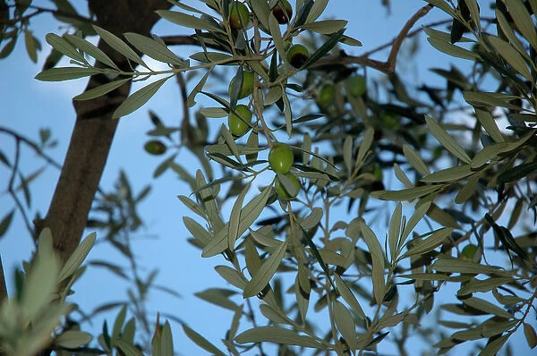 03. France, Avignon, Provence, close-up of olive tree