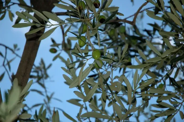 Framed Print : 03. France, Avignon, Provence, close-up of olive tree Framed Print : 03. France, Avignon, Provence, close-up of olive tree