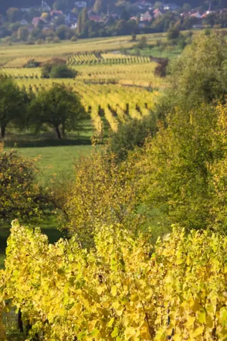 Framed Print : France, Bas-Rhin, Alsace Region, Alasatian Wine Route, Mittelbergheim, vineyard, autumn Framed Print : France, Bas-Rhin, Alsace Region, Alasatian Wine Route, Mittelbergheim, vineyard, autumn