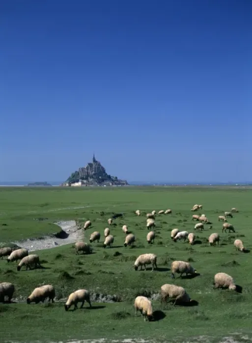 Framed Print : France, Basse Normandie, Manche, Mont Saint Michel, sheep grazing Framed Print : France, Basse Normandie, Manche, Mont Saint Michel, sheep grazing