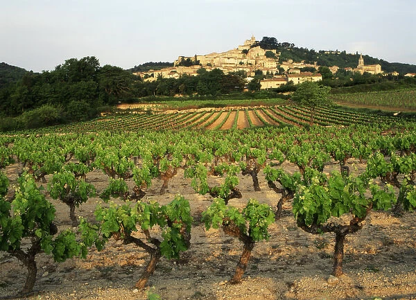 France, Bonnieux, Vaucluse, Luberon, View of Provence vineyard