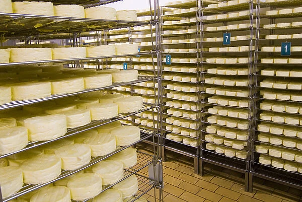 France, Briouze, Gillot Dairy, production of camembert cheese, drying room