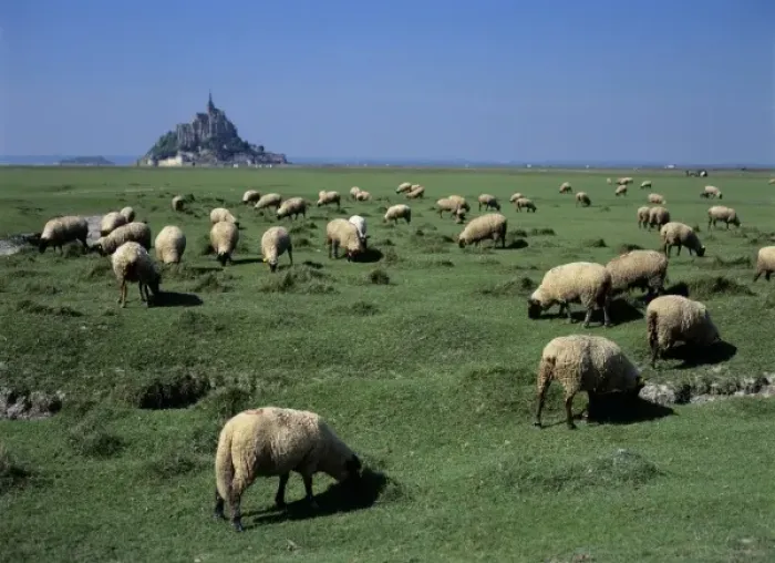 Framed Print : France, Brittany, Normandy, Manche, Ille et Vilaine, Mont Saint Michel, grazing sheep Framed Print : France, Brittany, Normandy, Manche, Ille et Vilaine, Mont Saint Michel, grazing sheep