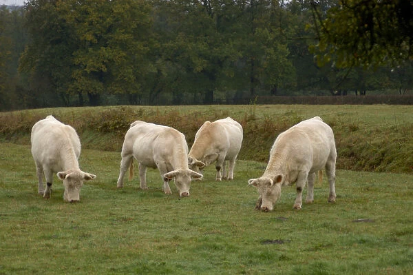 03. France, Burgundy, Chapaize, Charolais cattle grazing in pasture