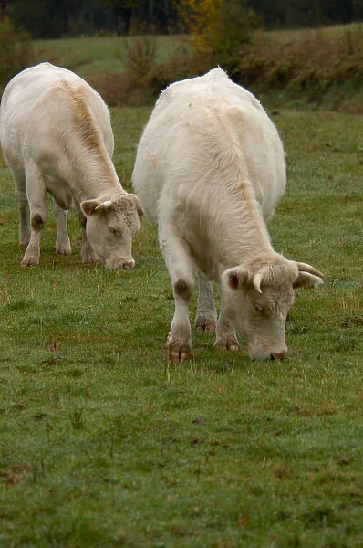 03. France, Burgundy, Chapaize, Charolais cattle grazing in pasture