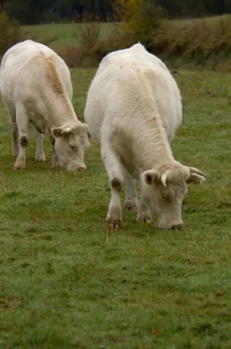 Framed Print : 03. France, Burgundy, Chapaize, Charolais cattle grazing in pasture