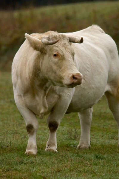03. France, Burgundy, Chapaize, Charolais cow in pasture