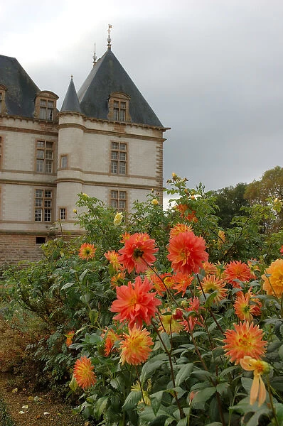 03. France, Burgundy, Cormatin, Chateau de Cormatin, asters in garden 