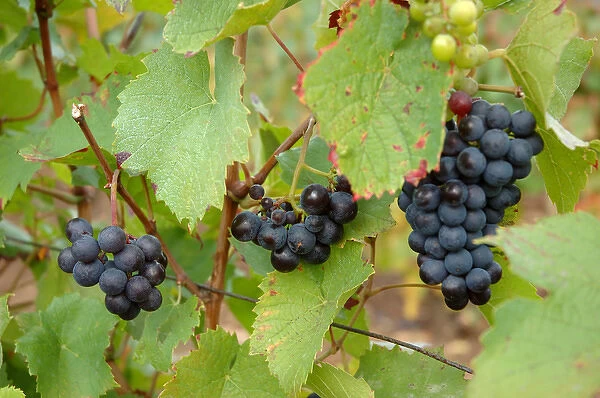 03. France, Burgundy, Denice, Beaujolais red grapes on vine in Autumn