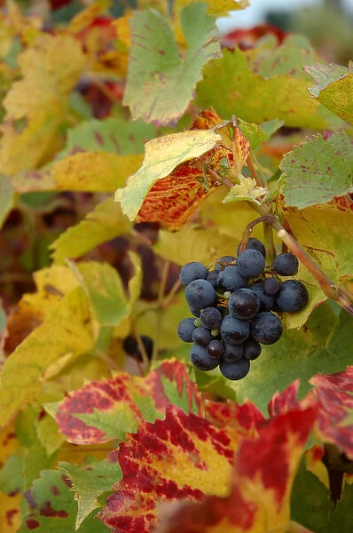 03. France, Burgundy, Denice, Beaujolais red grapes on vine in Autumn
