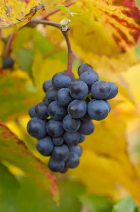 Framed Print : 03. France, Burgundy, Denice, Beaujolais red grapes on vine in Autumn Framed Print : 03. France, Burgundy, Denice, Beaujolais red grapes on vine in Autumn