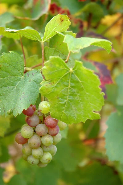 03. France, Burgundy, Denice, Beaujolais white grapes on vine in Autumn