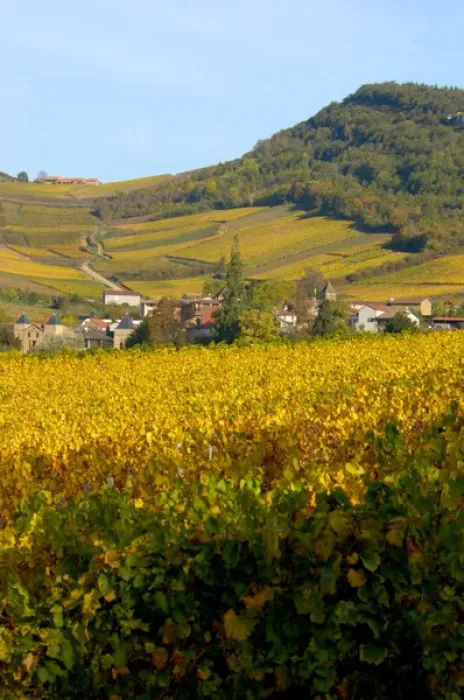Framed Print : 03. France, Burgundy, Maconnais region, view of countryside Framed Print : 03. France, Burgundy, Maconnais region, view of countryside