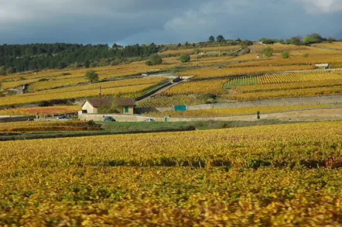 Framed Print : 03. France, Burgundy, vineyards near Beaune Framed Print : 03. France, Burgundy, vineyards near Beaune