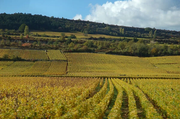 03. France, Burgundy, vineyards near Beaune
