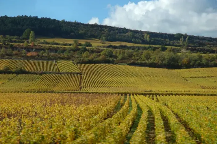Framed Print : 03. France, Burgundy, vineyards near Beaune Framed Print : 03. France, Burgundy, vineyards near Beaune