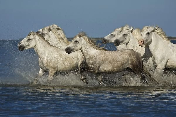 France, Camargue. Horses run through the estuary waters