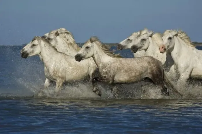 Framed Print : France, Camargue. Horses run through the estuary waters Framed Print : France, Camargue. Horses run through the estuary waters