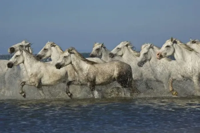 Framed Print : France, Camargue. Horses run through the estuary waters Framed Print : France, Camargue. Horses run through the estuary waters