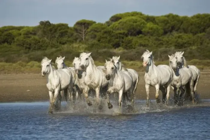 Framed Print : France, Camargue. Horses run through the estuary waters Framed Print : France, Camargue. Horses run through the estuary waters
