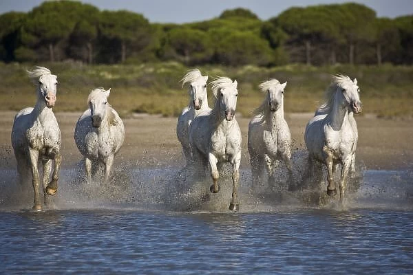 France, Camargue. Horses run through the estuary waters