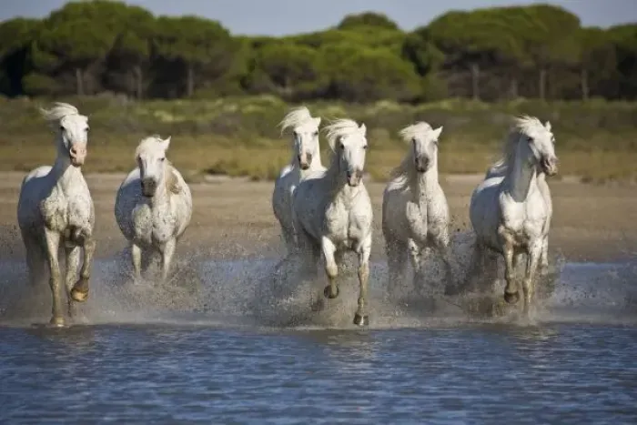 Framed Print : France, Camargue. Horses run through the estuary waters Framed Print : France, Camargue. Horses run through the estuary waters
