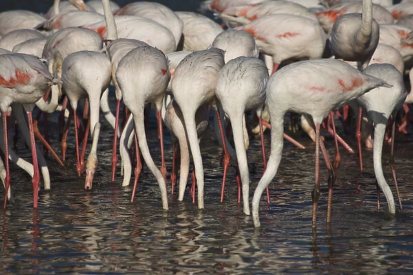 France, Camargue. Parc Naturel Regional de Camargue. Greater Flamingos stretch their