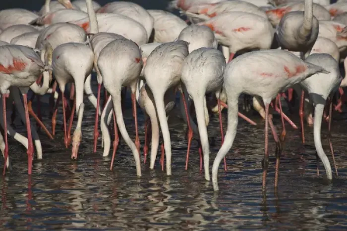 Framed Print : France, Camargue. Parc Naturel Regional de Camargue. Greater Flamingos stretch their Framed Print : France, Camargue. Parc Naturel Regional de Camargue. Greater Flamingos stretch their
