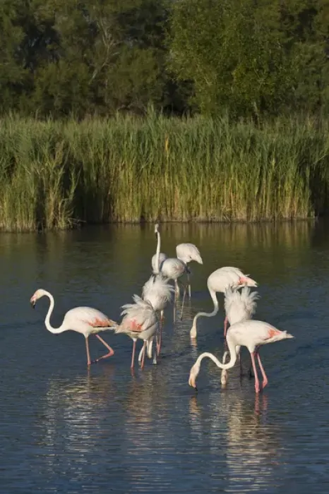 Framed Print : France, Camargue, Parc Naturel Regional de Camargue. Greater Flamingos search