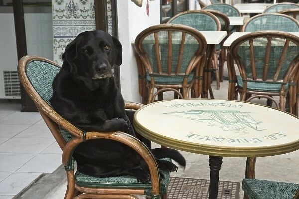 France, Camargue, Saintes-Maries-de-la-Mer. Labrador retriever sits in chair of an