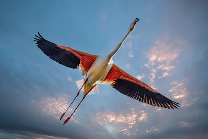Framed Print : France. Close-up of greater flamingo in flight. ©Jim Zuckerman / Jaynes Gallery / DanitaDelimont.com Framed Print : France. Close-up of greater flamingo in flight. ©Jim Zuckerman / Jaynes Gallery / DanitaDelimont.com